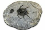 Spiny Ceratarges Trilobite With Gerastos - Zireg, Morocco #363016-1